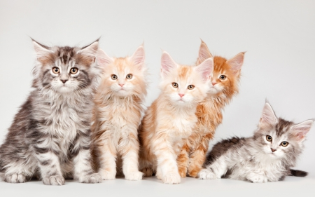 Cats - white, animal, cute, cat, orange, ginger