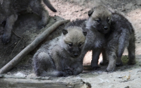 Wolf Pups - wilderness, puppies, nature, predator