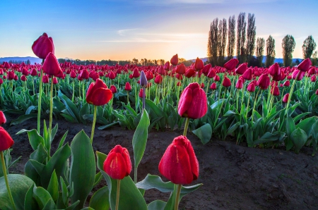 Beauty Dawn - trees, hills, beautiful, sunrise, spring, flowers, dawn, red, green, field, farm