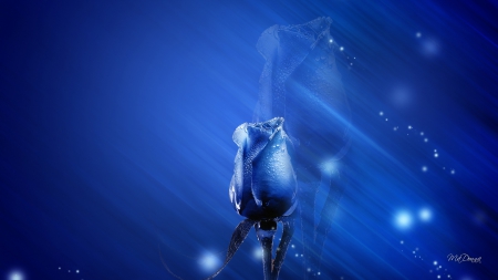 Reflection of Blue Rose - flowers, glow, sparkle, summer, blue, rose, reflection, shine