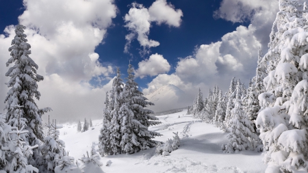 Splendid - winter, amazing, trees, snow