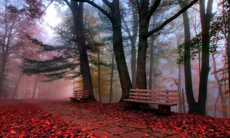 Red Carpet - fog, nature, fall, amazing