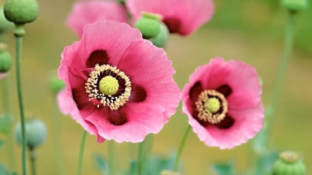 Lovely Pink - flowers, beautiful, pink, nature