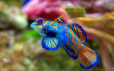 Wanna have this fish! :/ - Beautiful, Fish, Sea, Blue