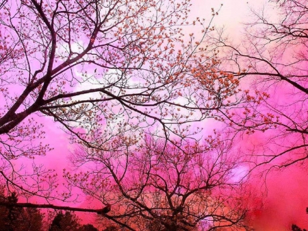 Ethereal Forest - nature, love four seasons, forests, pink, ethereal, beautiful, colors, lovely