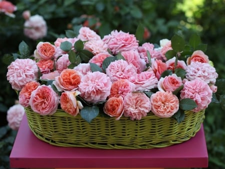 Basket of Beauty - basket, roses, pink, beauty