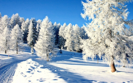 Winter beauty - beauty, sky, trees, mountain, path, nature, view, forest, snow, fost