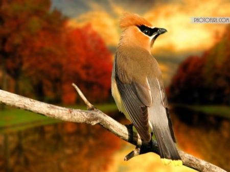 Bird on Branch in Autumn - autumn, animals, birds, branch