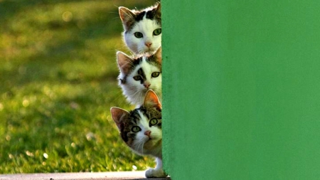 Three Curious Cats - abstract, grass, cats, photography