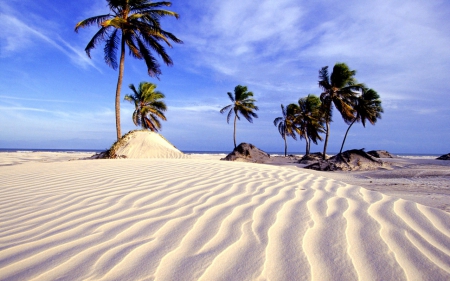 Plams in Wind - sand, palm, wind, beach, coconut, blue sky