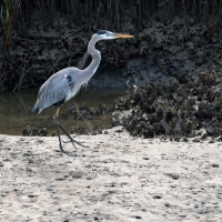 Great Blue Heron