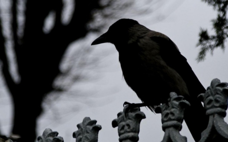 Darkness - wildlife, photography, animals, wallpaper, black and white, raven, hd, nature, crow, abstract, wilderness, wild, wild animals