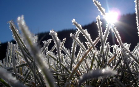 Frozen grass - abstract, close-up, winter, frosted, photography, frosty, HD, grass, frozen, nature, macro, frost, wallpaper