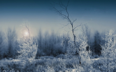 Frozen forest - moon, landscape, winter, night, wallpaper, hd, nature, forest, frozen, scene