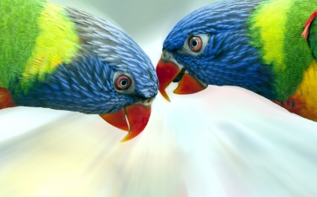 Parrots - feather, red, bird, parrot, yellow, couple, blue, colorful