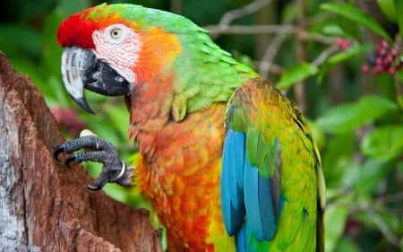 Parrot - feather, red, bird, parrot, wood, blue, orange, colorful, green