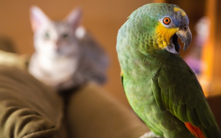 Parrot - feather, animal, bird, parrot, cat, yellow, couple, green