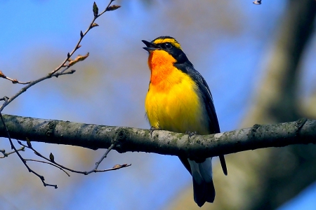 RHYTHM of SPRING - branch, singing, tree, bird, spring