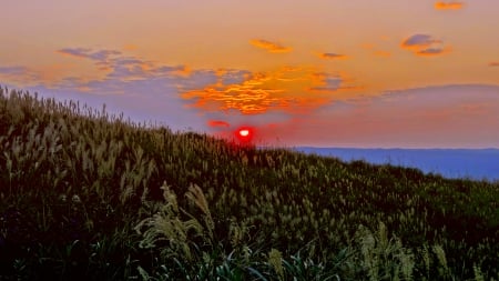 SPRING DUSK - nature, sky, sunset, spring