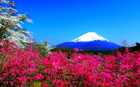 SPRING MOUNTAIN - mountain, japan, fuji, flowers, spring