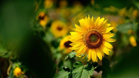 sunflower - sunflower, fields, flowers, beautiful