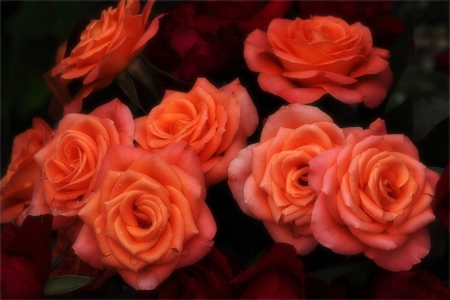 Roses - flowers, beautiful, orange, rose