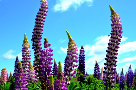 SPRING DANCE - nature, lupins, flowers, plants, spring