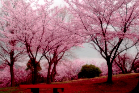 SPRING PARK - nature, sakura, bench, spring, park