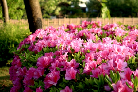 SPRING BLOSSOMS - nature, trees, blossoms, field, grass, spring