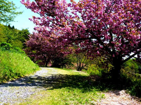 SPRING PATH - path, spring, nature, tree