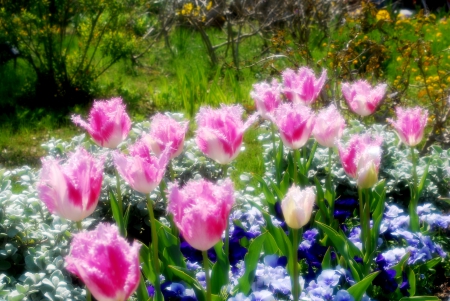 SPRING SHINES - spring, tulips, forest, nature