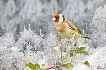 ♫ ! ♫*♫.*♫ !.. - bird, songbirds, trees, white, winter, landscape, snow, forest