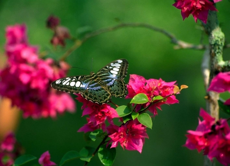 Butterfly and flowers - green, butterfly, flowers, red