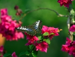 Butterfly and flowers