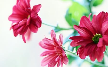 lovely flowers - leaves, white, green, red