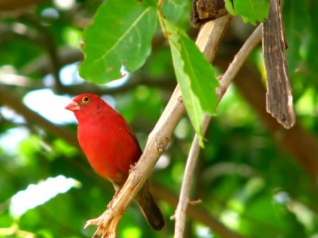 Cute Little Red Bird - bird, branches, animal, red, cute, little, tree