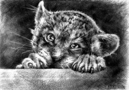 Little Big Cat - Cute, Curious, Black And White, Negative and Positive