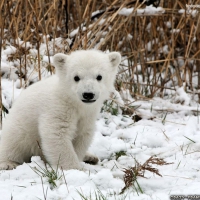 Little Polar Bear