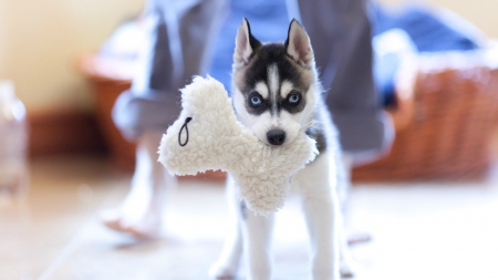 Husky - animals, pups, dogs, husky, chew toy