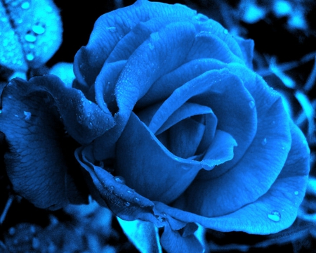 Blue Rose