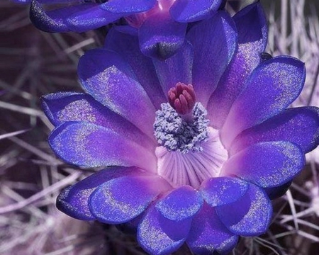 Beautiful Flower - flower, petals, nature, blue