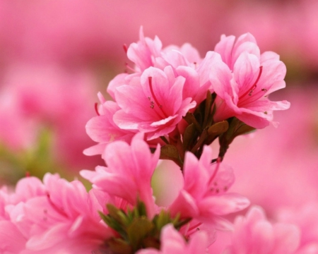 Beautiful Flowers - nature, flowers, bloom, pink