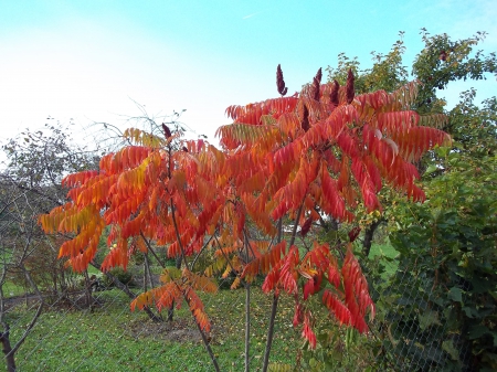 Autumn - nature, autumn, fields, other