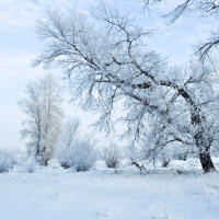 Snow-Covered Trees