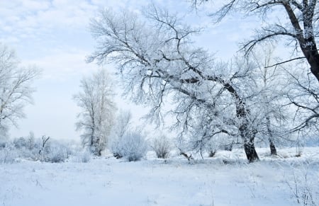 Snow-Covered Trees - trees, winter, nature, snow, landscapes