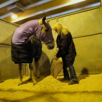 Cowgirl & Race Horse