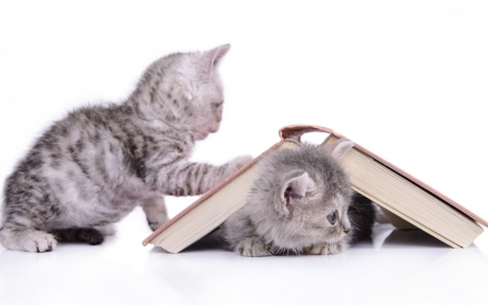 Kittens - white, animal, kitten, book, cat