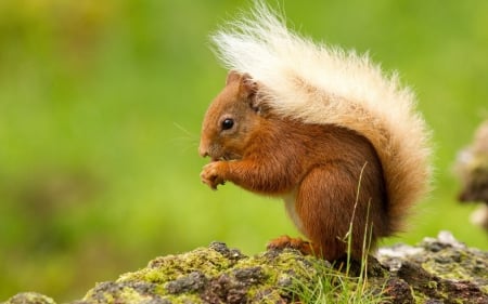 Squirrel - fluffy, animal, red, green, cute, tail, squirrel