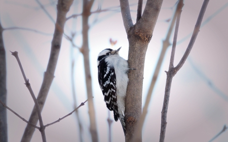 Woodpecker - bird, black, white, woodpecker, tree