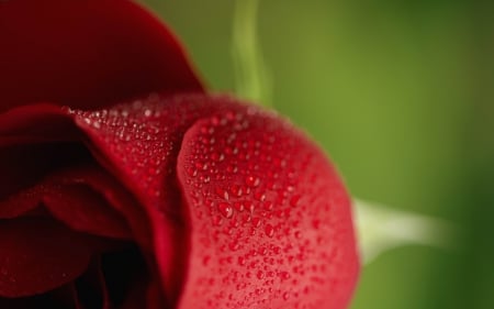 Rose - red, flower, rose, water drops, valentine, green